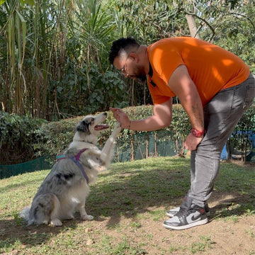 Aprende a Canalizar la Energía de tu Perro En un Break Con Kastian