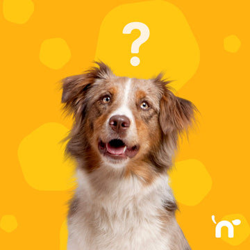 Cómo calcular la dieta B.A.R.F. para perros