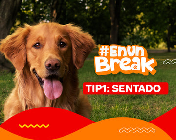 Consiente y entrena a tu perro en un break con Kastian. Tip#1: Sentado.