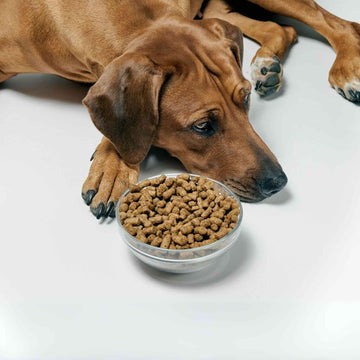 ¿Te preocupa que tu perro no esté comiendo bien?